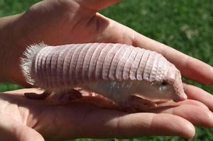 Punya Cangkang Merah Muda, Apa Saja Fakta Unik dari Armadillo Peri Merah Muda - Bobo