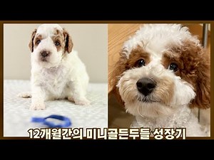 미니골든두들 강아지 입양부터 1살까지 성장기록