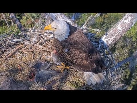 Eagle Mom brings fish but not feed babies | NEFL Bald Eagle | Feb 1, 2026