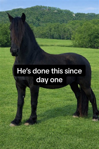 Friesian Horse's Unchanging Habits Since Day One