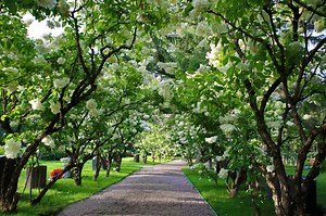 Hydrangea Tree vs Hydrangea Bush: Key Differences