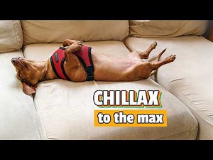SMALL Dogs Only 😂 | Funniest Pets
