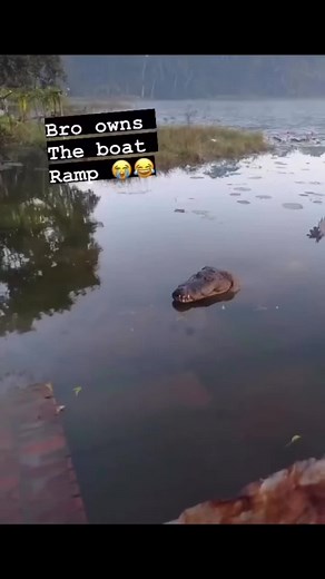 He’s running things now. | crocodile