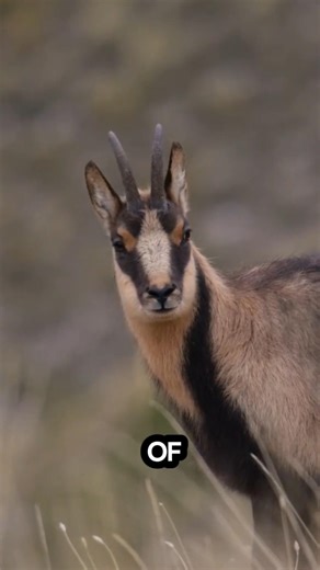 Chamois Coloured Goat | Learn Animals With Gen Z #shorts#animals#goat