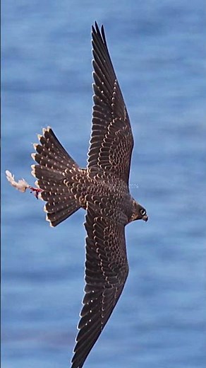 Juvenile Peregrine Falcon Flyby with leftover bones — Real Wildlife Footage | Original Nature