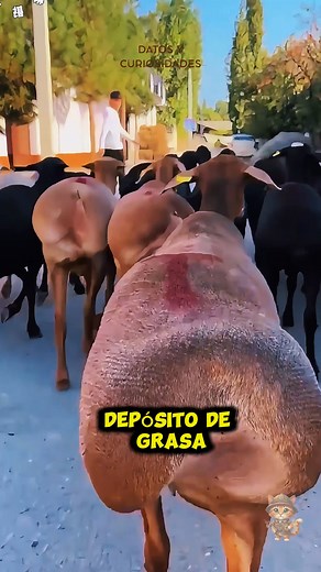 La oveja Awassi puede caminar kilómetros bajo el sol gracias a su reserva de grasa. Una de las razas más resistentes del planeta. #MundoAnimal #OvejasDelMundo #Supervivencia #CuriosidadesNaturales #datosycuriosidades | Explorador Curioso