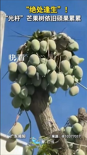 【大陸】「絕處逢生」！「光桿」芒果樹依舊碩果累累
