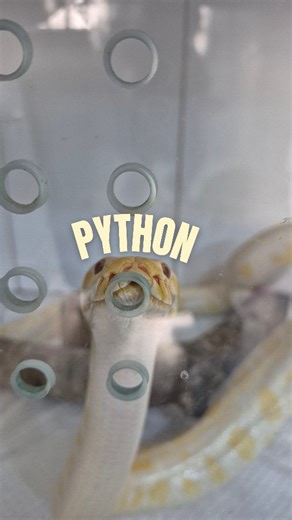 Mari Ramos | Silvestres on Instagram: "Certas confusões de quando o mundo da programação e da veterinária se encontram! A píton do vídeo faz parte do programa de educação ambiental no hospital 🤍 . . . . . . . Gostou do conteúdo? Siga @maricuida.vet pra mais vídeos de rotina de estudos e veterinária 🫶🏻 #medvet #exoticos #animals #python #dev"