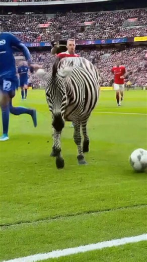 6K views · 206 reactions | Zebra Playing Football  #Soccer #Football #Funnyfootball | Football Lovers | Facebook