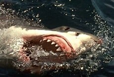 Terror en el mar - HBO Online