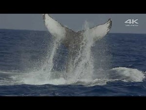 Sony Aquarium 4K Demo