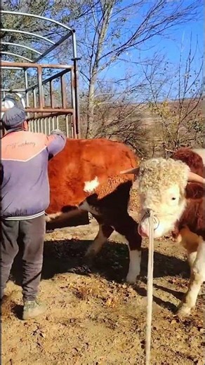 Daily life diary of a rural cattle farmer #751