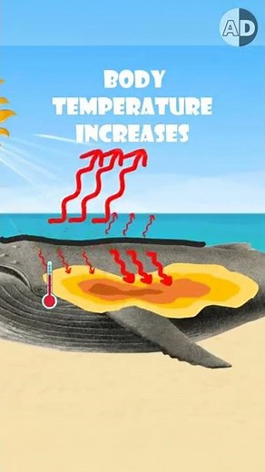 Whales on the Beach: Why They Struggle to Survive Out of Water