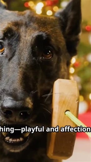 The Ultimate Dog Showdown: German Shepherd vs Malinois