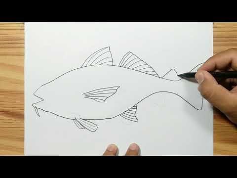 How to draw COD FISH