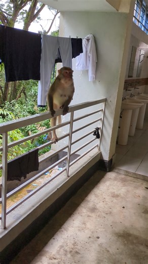 Hungry Monkeys on the Hunt! 🐒🍌 #shorts #viral