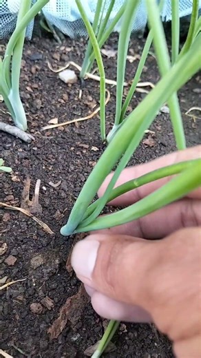 Tricks to grow bigger onions #smartfarming #gardentips #organicfarming