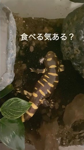 【コオロギ捕食集】 #レオパードゲッコー #シュナイダースキンク #タイガーサラマンダー #捕食シーン #コオロギ #生き餌 #爬虫類 #両生類