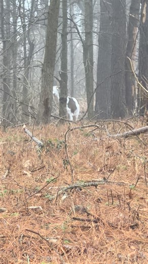 Cedar Ridge Whitetails on Instagram: "I see you #whitetails #deer #Hunt #whitetails"