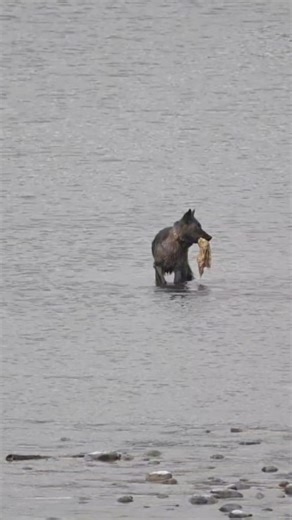 16K views · 501 reactions | Yellowstone wolf getting a piece of bison carcass after cautiously watching the carcass from various angles. From last fall in Yellowstone. The bison died from injuries sustained in a fight with another bull. This is female #1479F of the Junction Butte Pack... #yellowstone #wildlife #wolves #bison | T. Lyn Neufeld Photography | Facebook