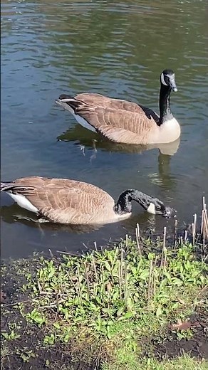Canadian Goose BLOWING BUBBLES DUNKING HEAD #nature #wildlife #animals #duck #shortvideo #shorts