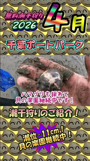 [2026] Shellfish Paradise Again! Introducing free clam digging at Chiba Port Park!