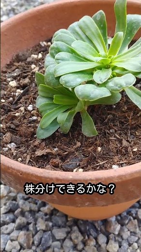 1115 レウイシア、無事に夏を越せたようで、花芽を発見。子株は株分けできるようですが、難しいっぽい。。
