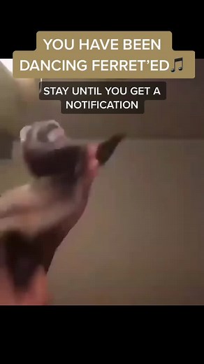Dancing Ferret Memes: You Have Been Ferret'ed!