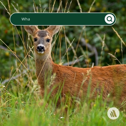 Chronic wasting disease (CWD) is a contagious and fatal neurodegenerative disease of captive and free-ranging cervids, including deer, elk, moose, and reindeer. Cases of chronic wasting disease have been reported in areas of Arkansas, Wisconsin and Manitoba, Canada, where deer with the fatal prion disease have not been seen previously. Learn more: https://mrkmnls.co/3TwxTKX | The Merck Veterinary Manual