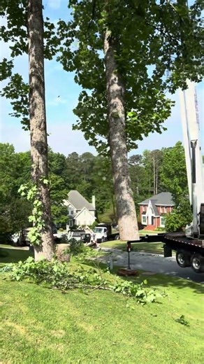 Dangerous Tree Removed in Atlanta GA