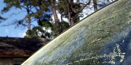 Pollen reaches high to extreme levels across southern US as season reaches full throttle