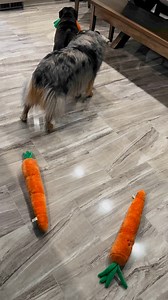 36K views · 956 reactions | We have a problem 凌凌凌 | Downunder Horsemanship | Facebook