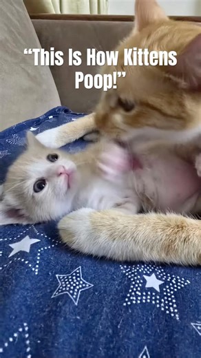 “Newborn kittens need their mother to lick them to stimulate urination and poop.”#adoptdontshop