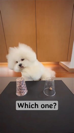 Dog vs. Shell Game: Not fooled today! #डॉगीचैलेंज #DogvsShellGame