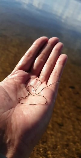 Discover the Mysterious World of Nematomorpha