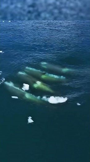 How Wild Orcas Cooperate To Catch Seals On Ice? #animals #shorts