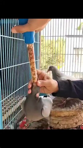 How to Handfeed a 1-Month-Old Baby Pigeon with Seeds