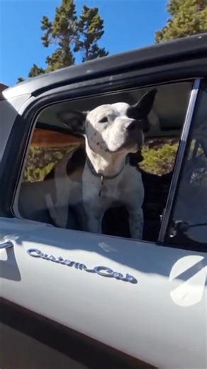 Live life with your head out the window and your tongue sticking out! | Firebox Stove