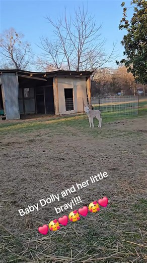 Adorable Baby Donkey Dolly's Little Bray!