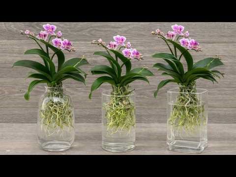 Can Orchids Thrive in Water? 90-Day Hydroponic Results
