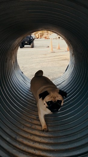 36K views · 482 reactions | Bring your doggo to work day on the mine!  #GoldRush TONIGHT 8p ET on Discovery | Animal Planet | Facebook