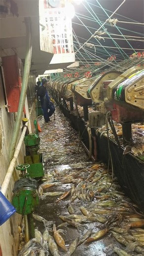 Unbelievable Robot Squid Fishing in Stormy North Sea🌊🦑#shorts
