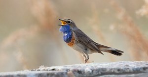 Cet album est la preuve que la musique peut aider à préserver la biodiversité