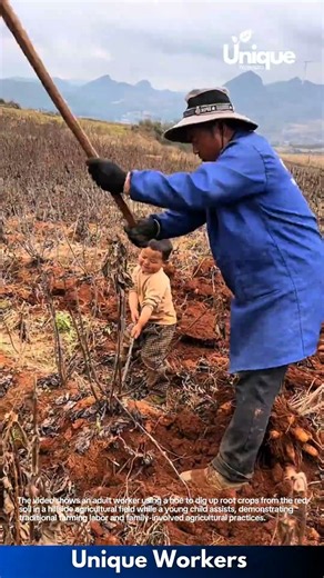 Crop Harvesting: Worker and Young Child Digging Roots with Hoe in Field