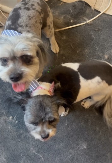 26 reactions | Teddy and Bella hide the BEST patterns under their long fur — we just gotta see ‘em when they’re here! 朗 Now you can all see, too  Keep smiling, good puppies! 勇懶 | Lanark Village Pets | Facebook