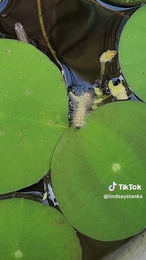 Caterpillar Swimming: A Rare Sight in Nature