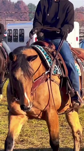 Beautiful Horse Going to Auction Soon! Will You Bid?