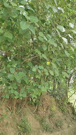 Exploring the Suzuki SK Model Features