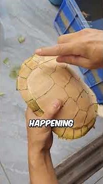Why is he peeling this turtle's shell? 🤯