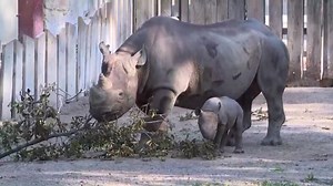 Cleveland Zoo announces plans to expand rhino habitat